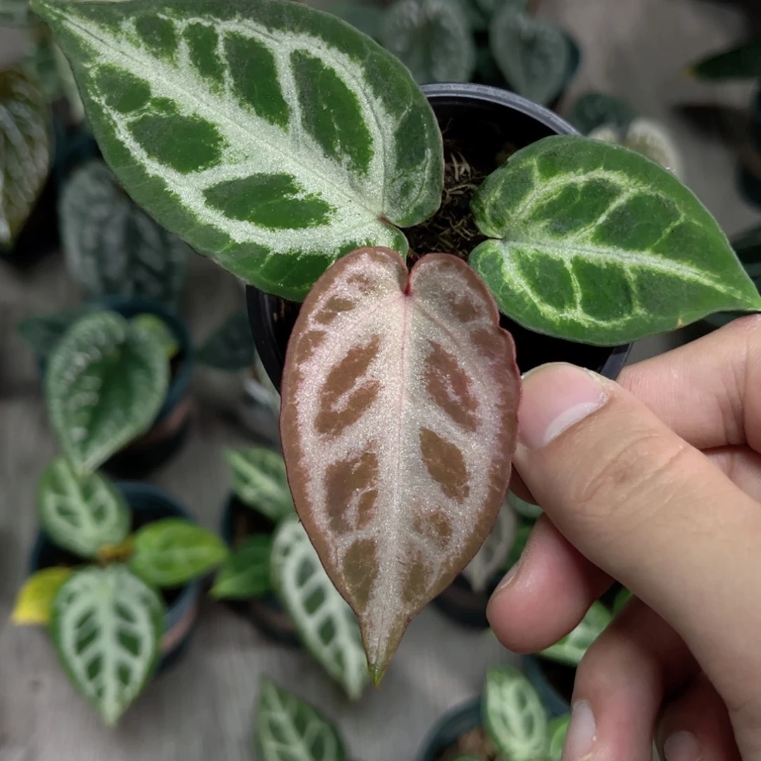 完全开放黑刷子杂红水晶