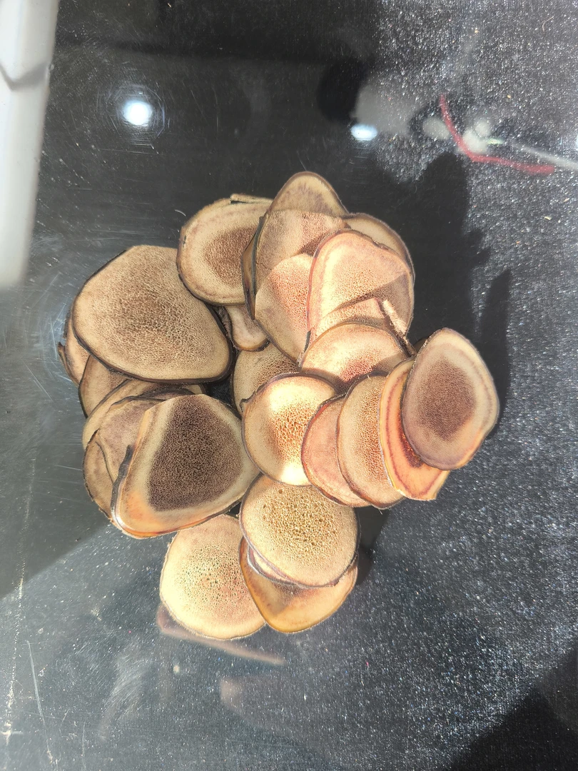 长白山鹿茸万良直发