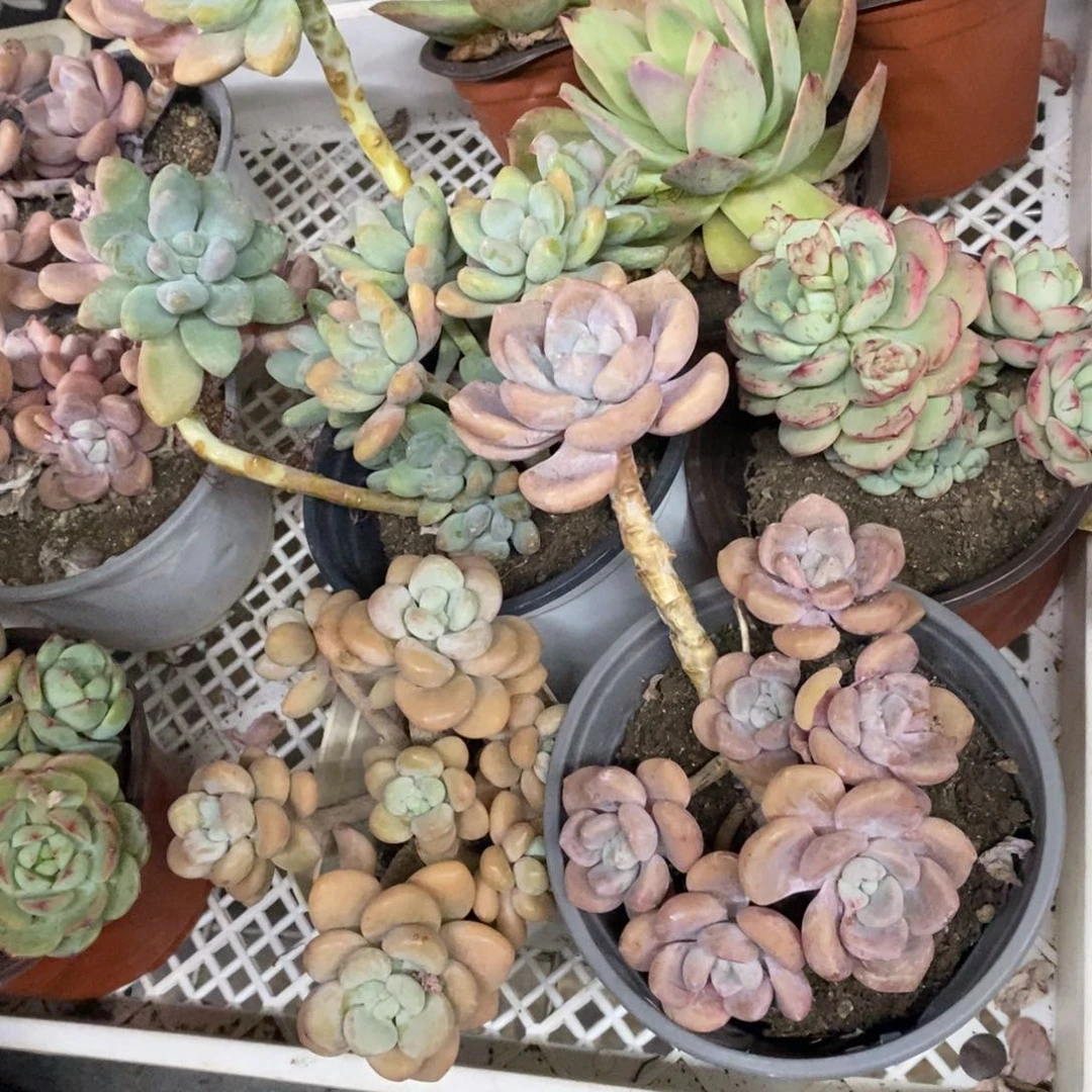 棒棒糖，香草，克洛伊，70杯小洛神各一