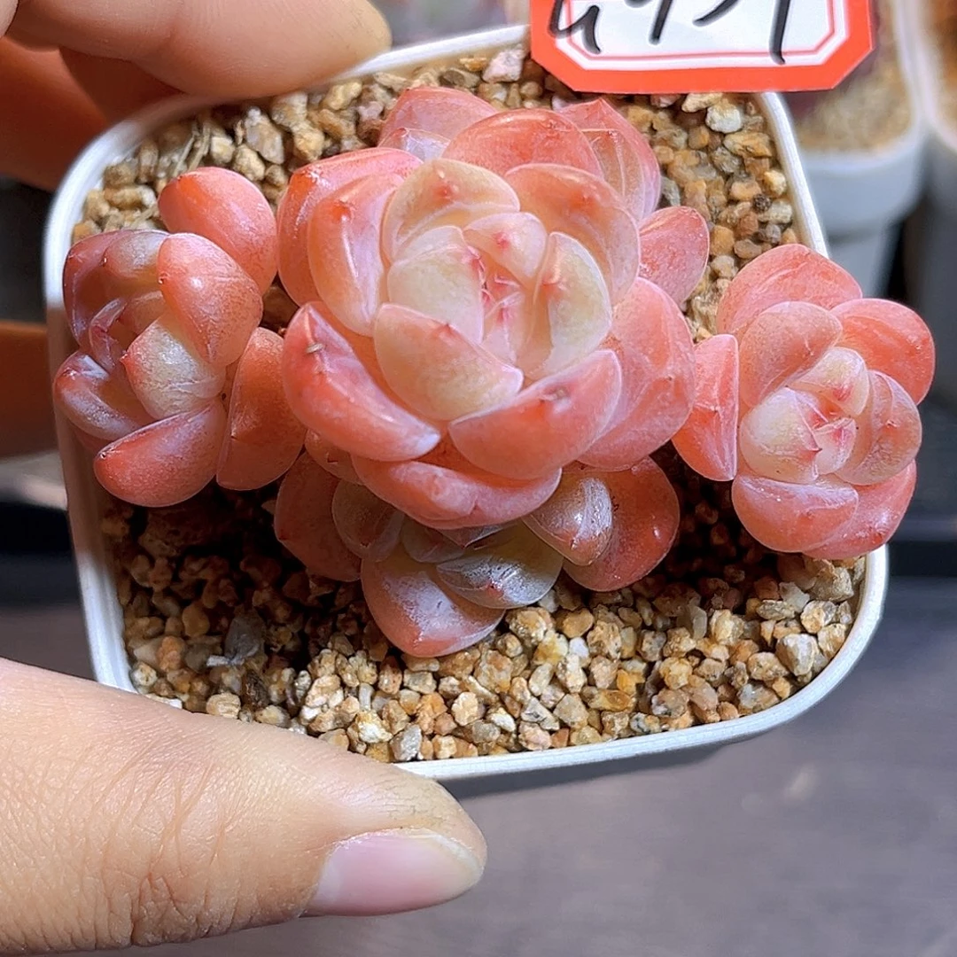 G957  刚毅 满18包邮