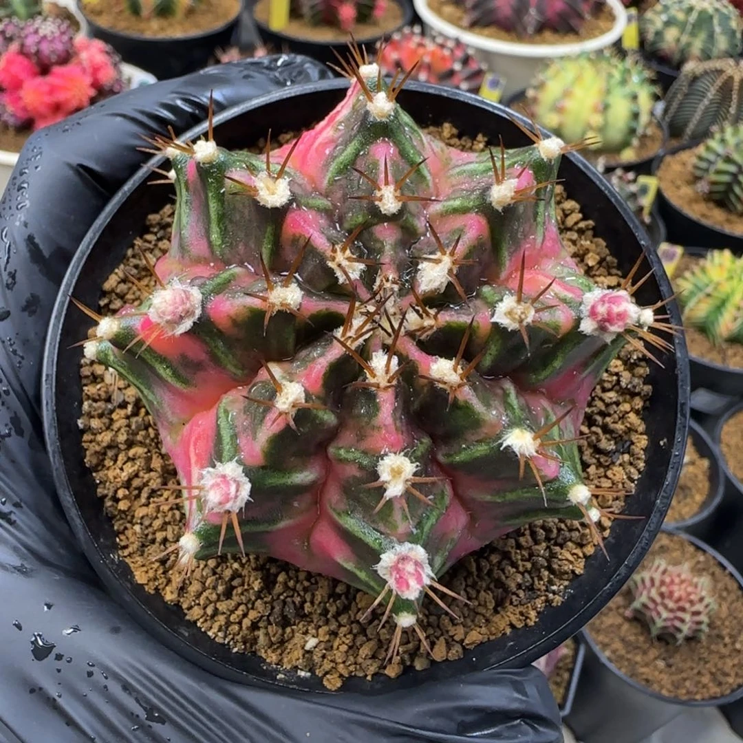 泰系米哈锦1代侧芽