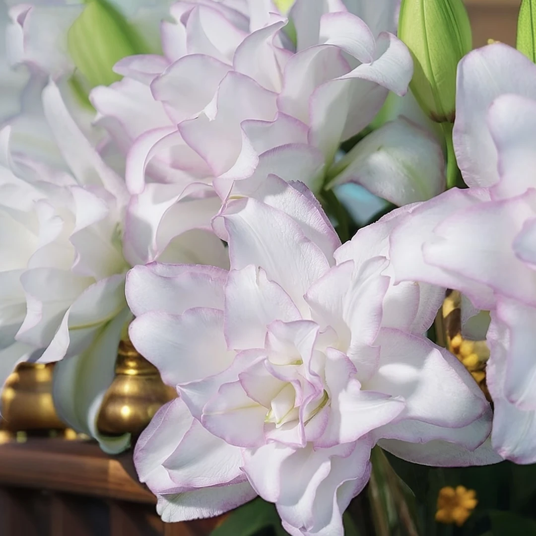 【冰美人】30+周长大花浓香重瓣耐寒耐热百合种球盆栽四季可种