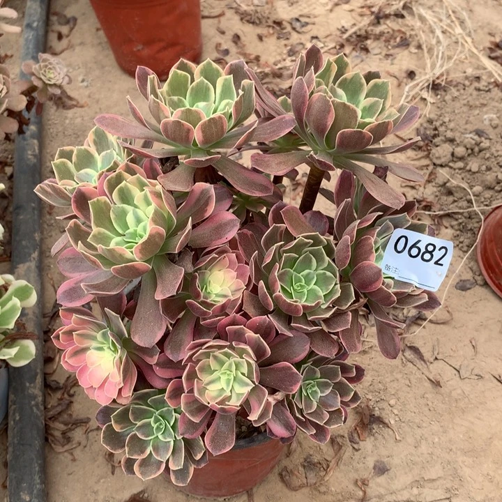 0682金丝雀绣球东北头