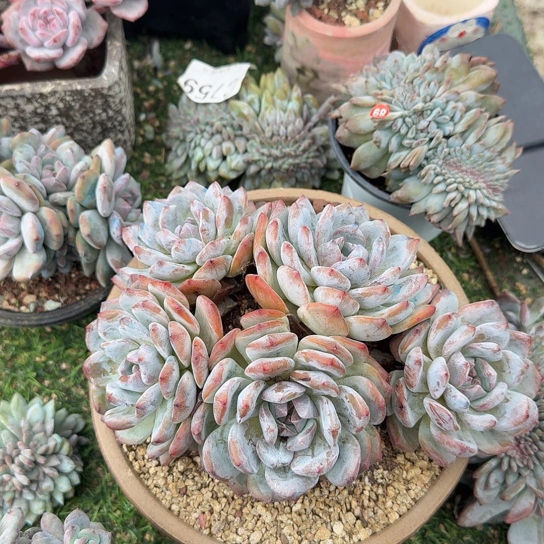 星新大群带碟叶呀呀