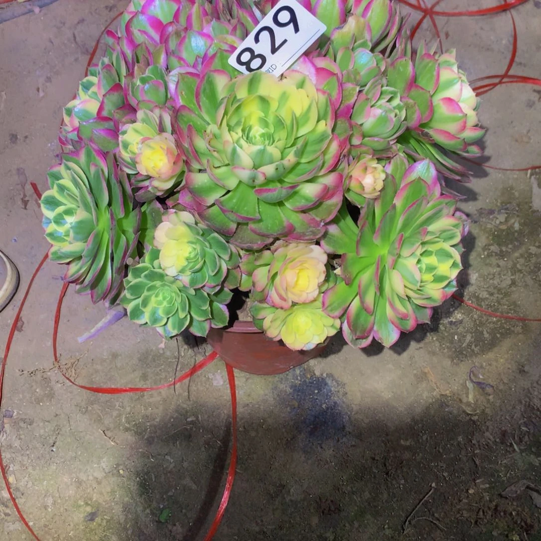 法师多肉植物829