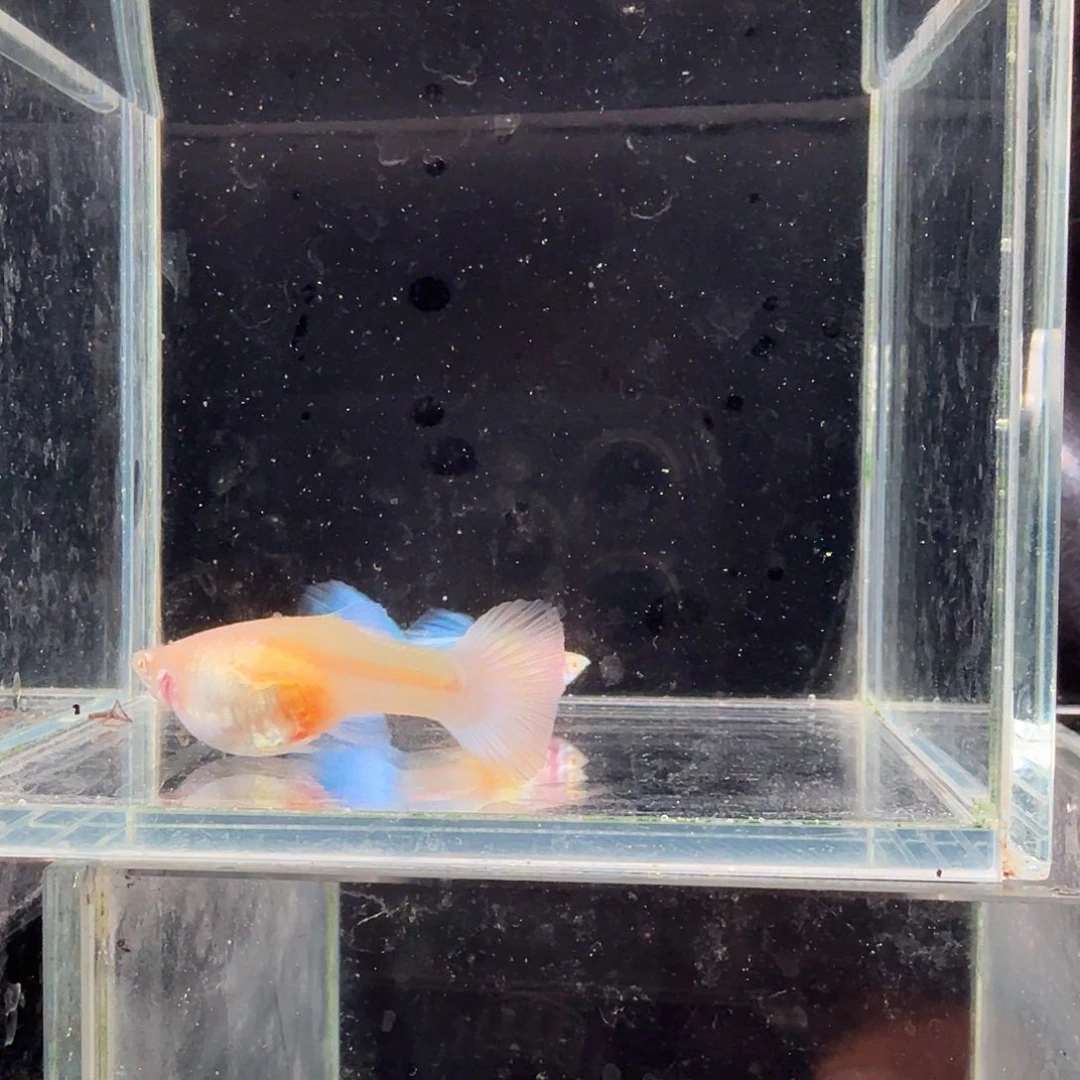 孔雀鱼蓝白种鱼1对