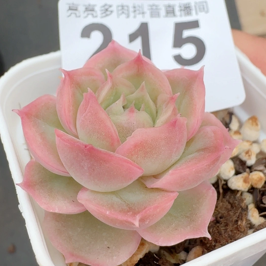 水晶虾饺         多肉植物