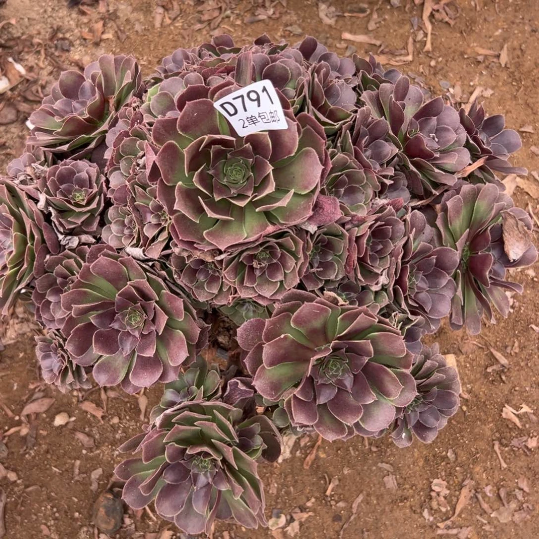 791多肉   荷兰玫瑰不包断头