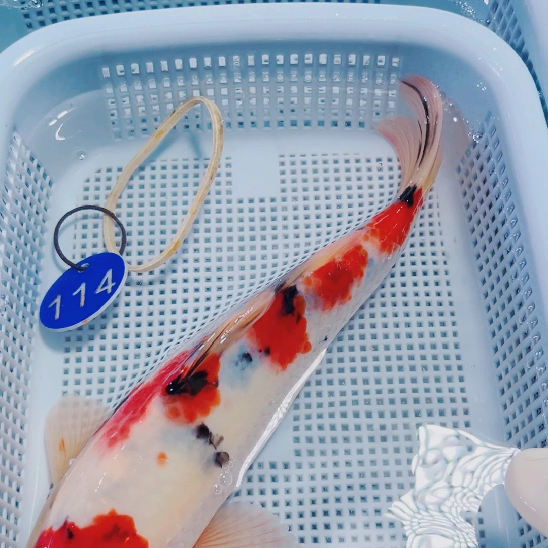 锦鲤114 锦鲤冷水观赏