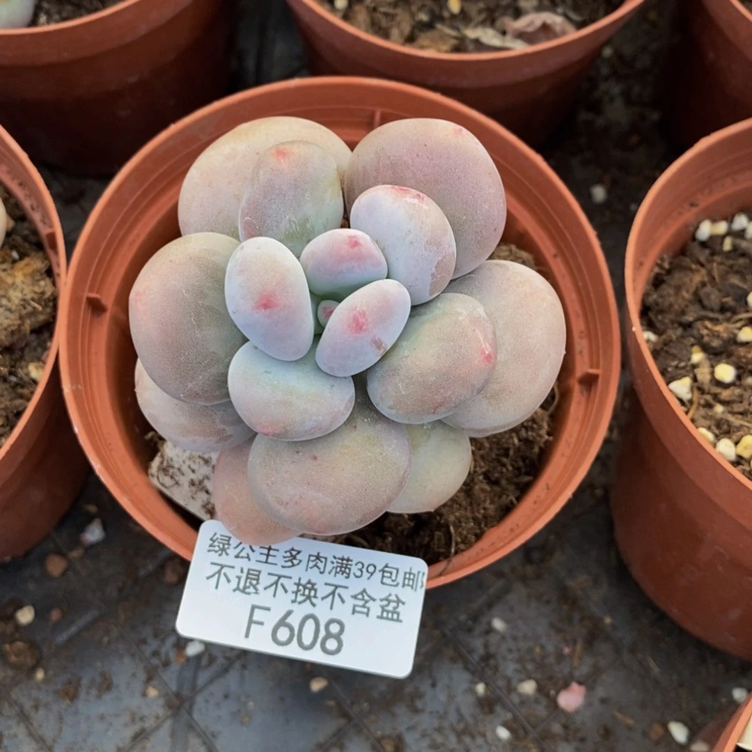 608大叶奶多肉7c m