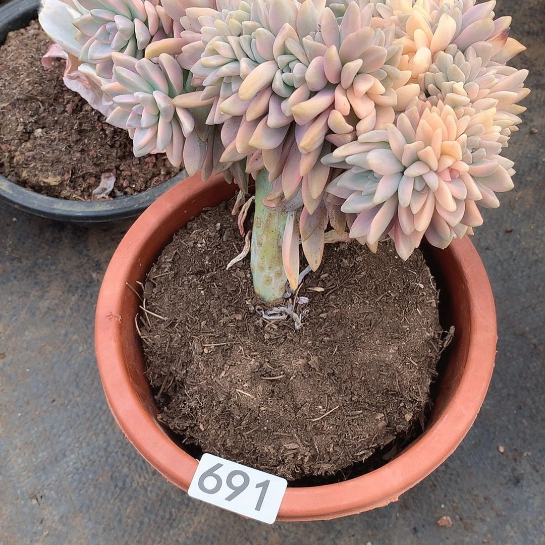 691淡雪锦缀 一物一拍多肉