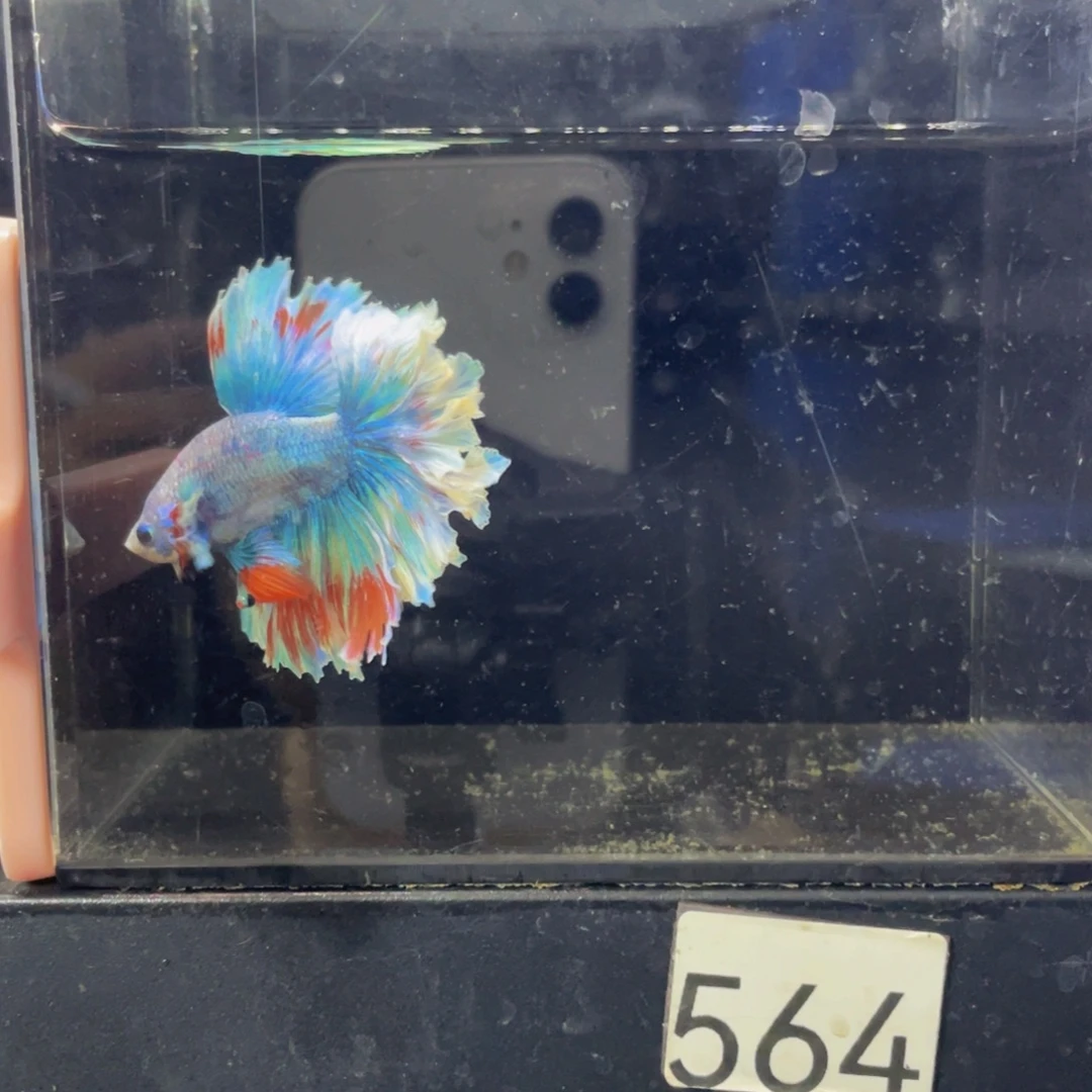 海水鱼Hahahah 564
