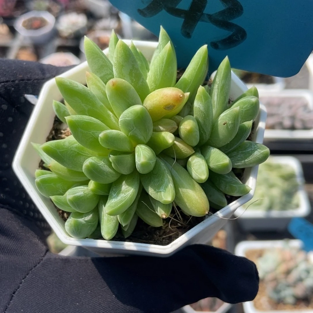 543水晶蟹爪多肉植物保护