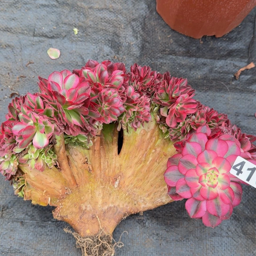 416多肉植物倾城缀有干伤