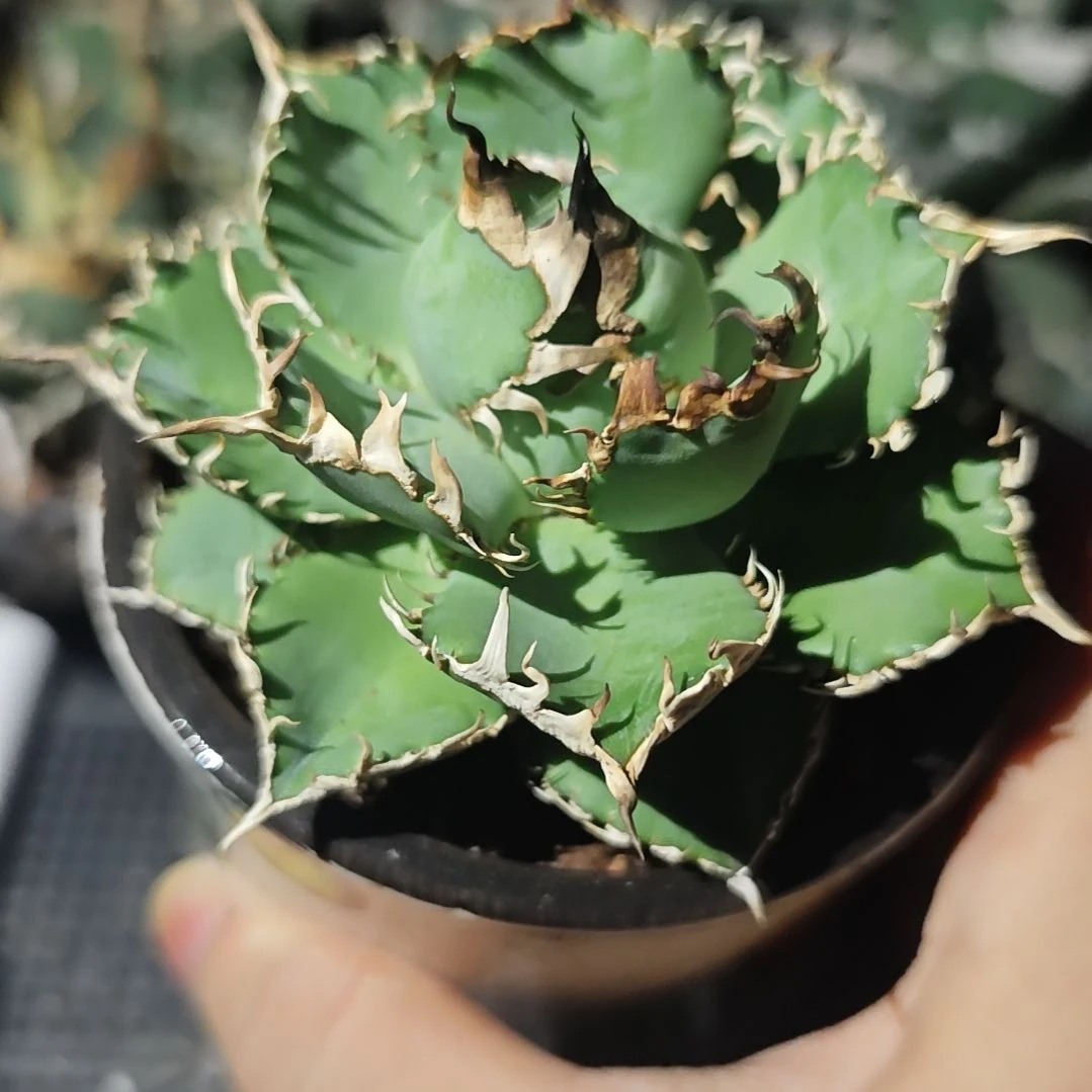变异排刺蕾丝仁王冠龙舌兰
