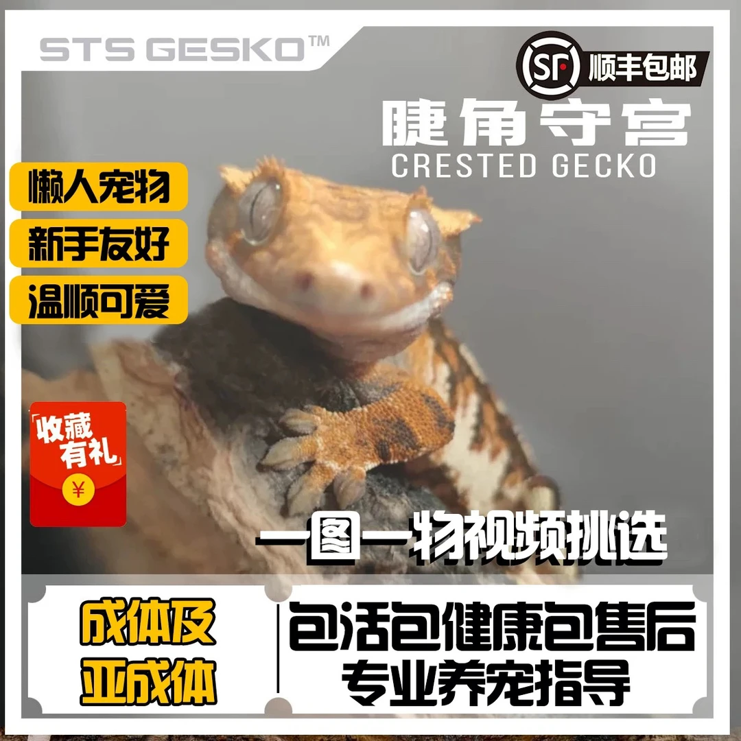 睫角守宫直播间链接