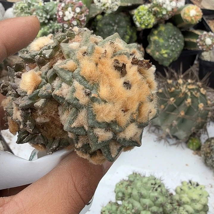 黑牡丹群头0386嫁接