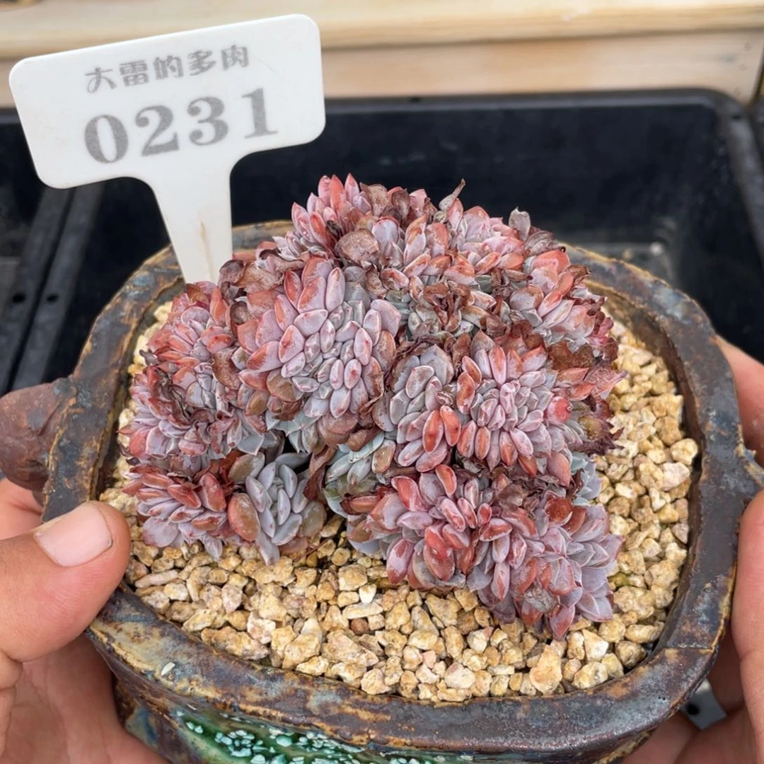 0231海棠花不带盆10厘米