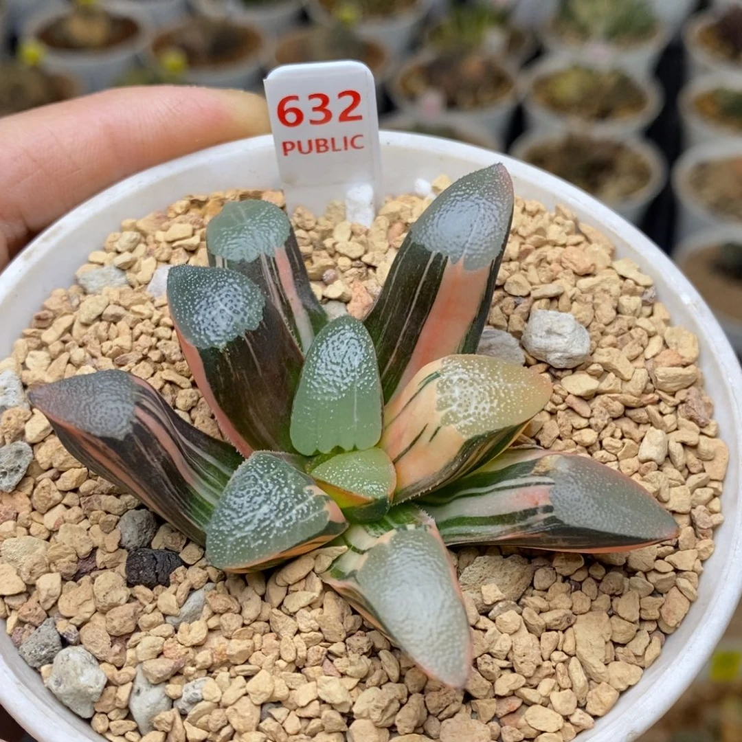 632号网纹克多肉植物