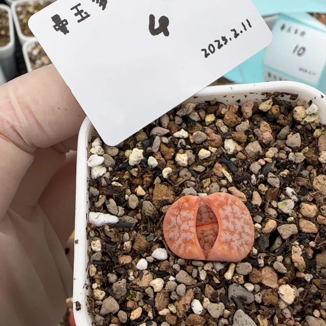 多肉多肉多肉2.11-004