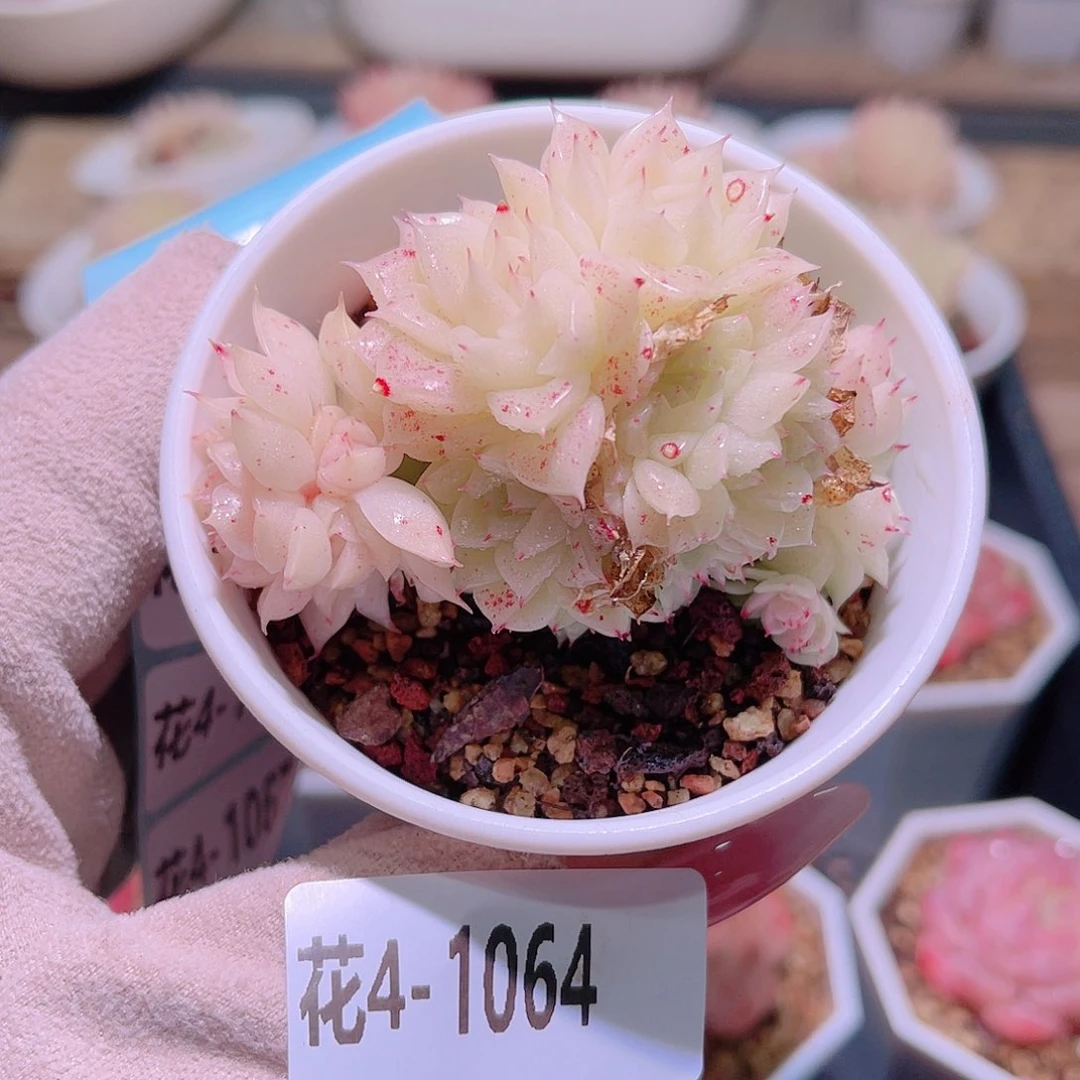 花利美4-1064麦秆