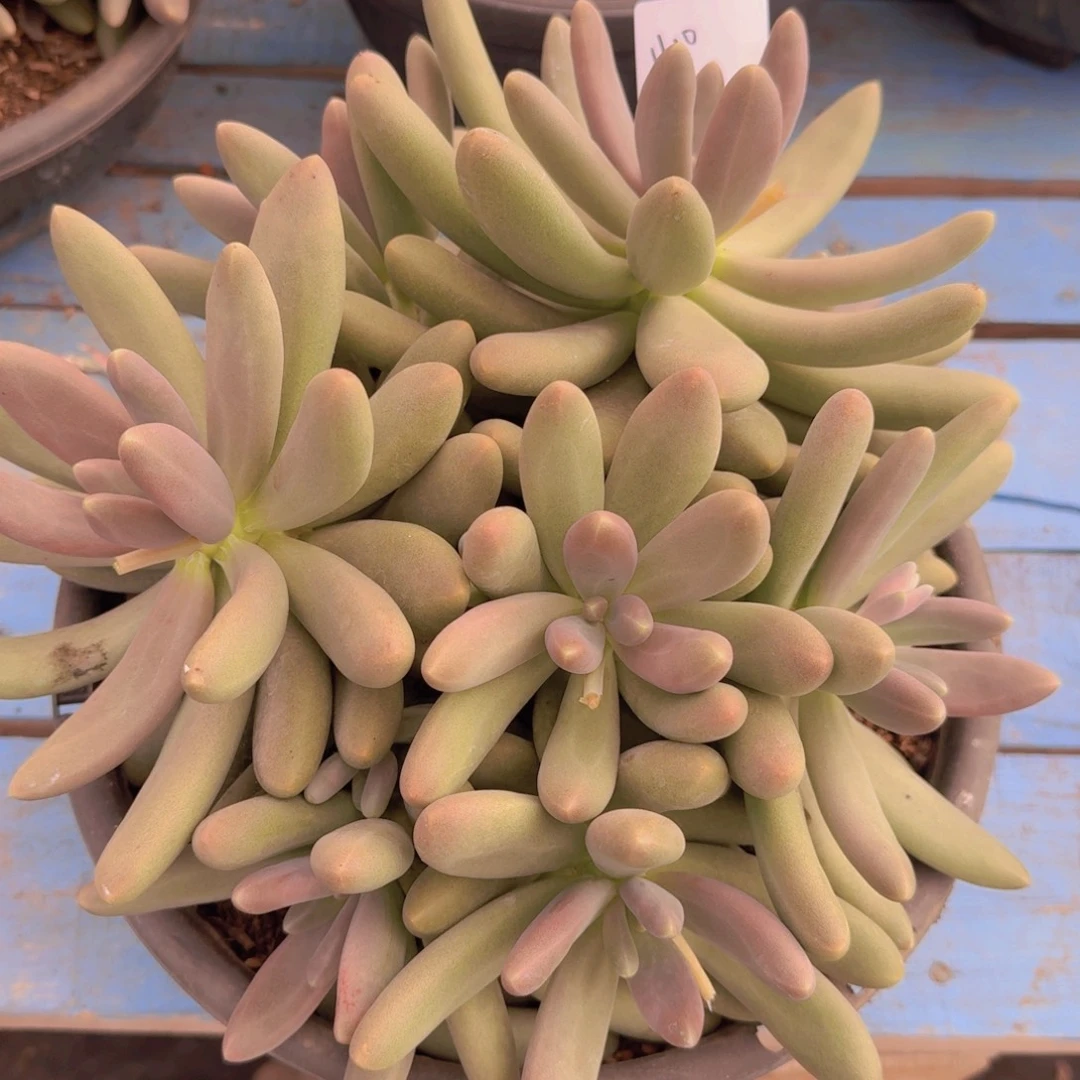 1610糖果美人凡艺多肉