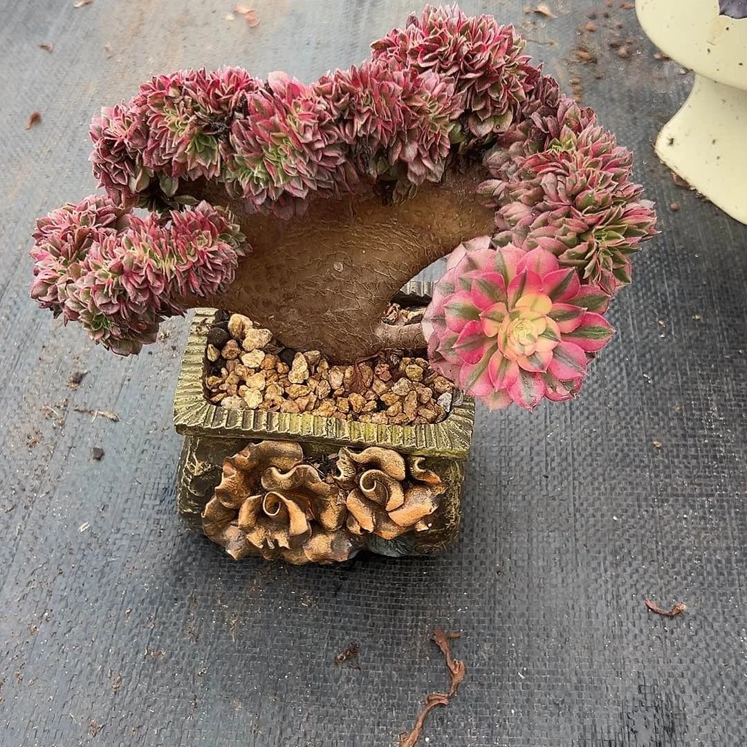 老桩厚板倾城缀化