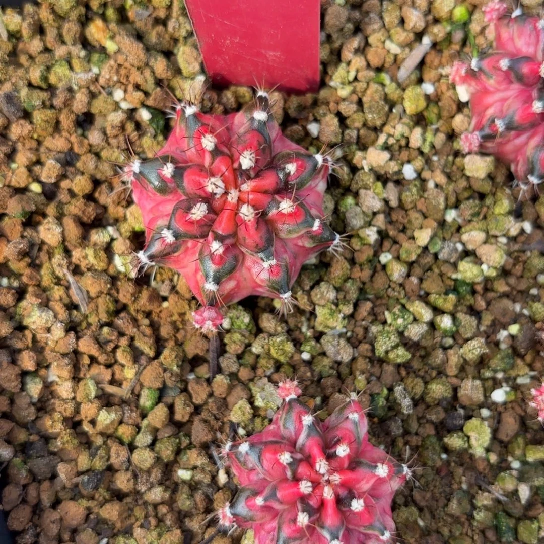 169-1126泰国发货多肉