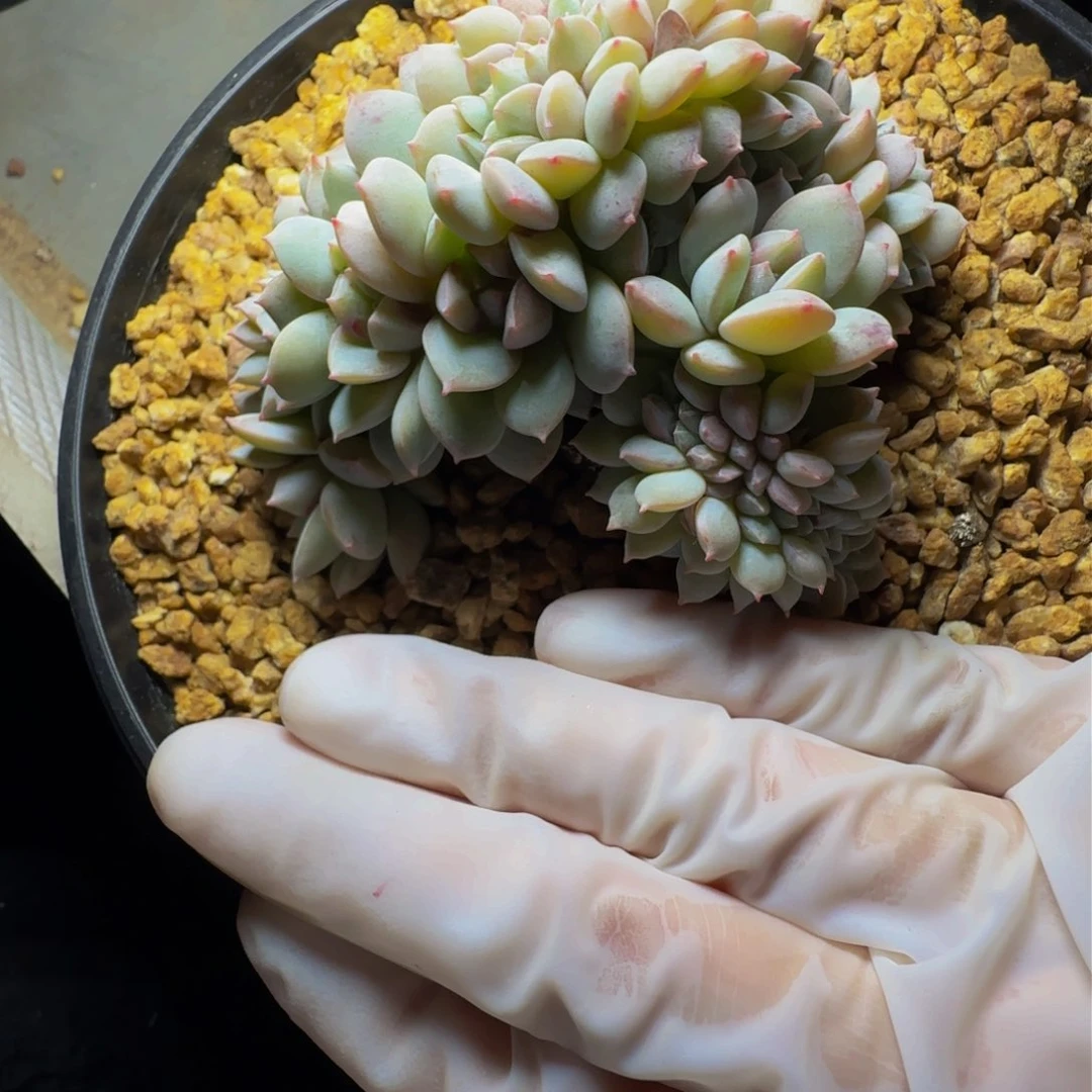 b b b b b b b b 37