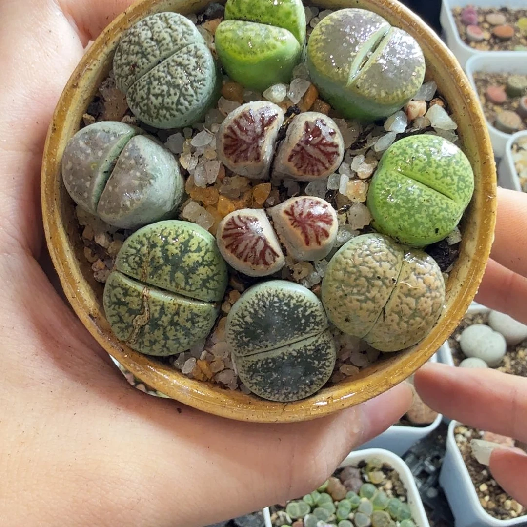 悦****多肉植物的生长发育和374
