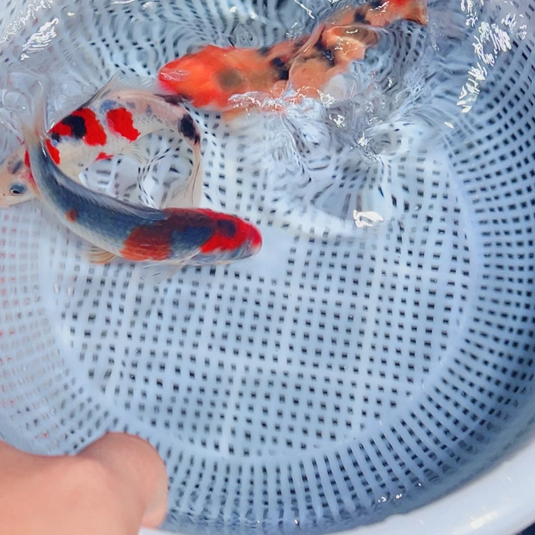 锦鲤锦鲤观赏鱼1111