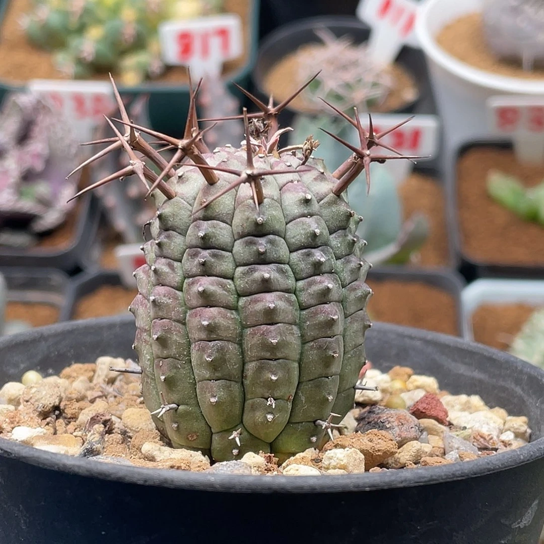 实生日系玉米尤群星冠大戟