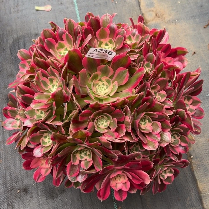 236妖月35厘米左右多肉