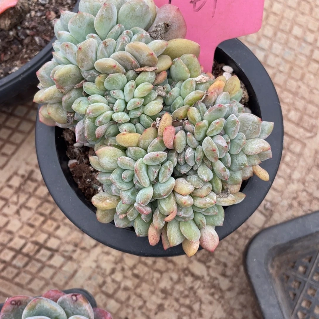 161号星影缀化多头
