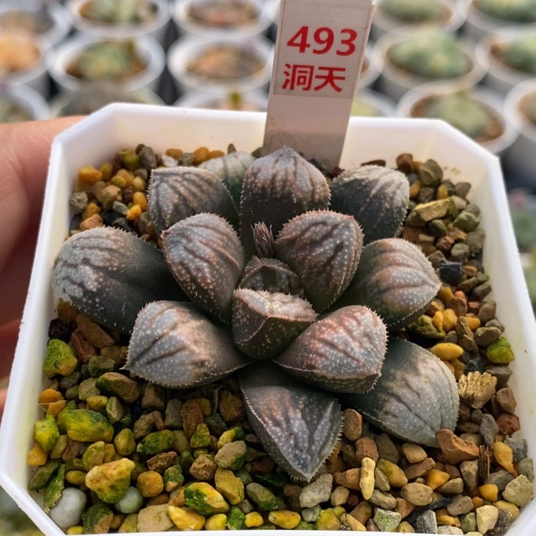 493号江南雪多肉植物