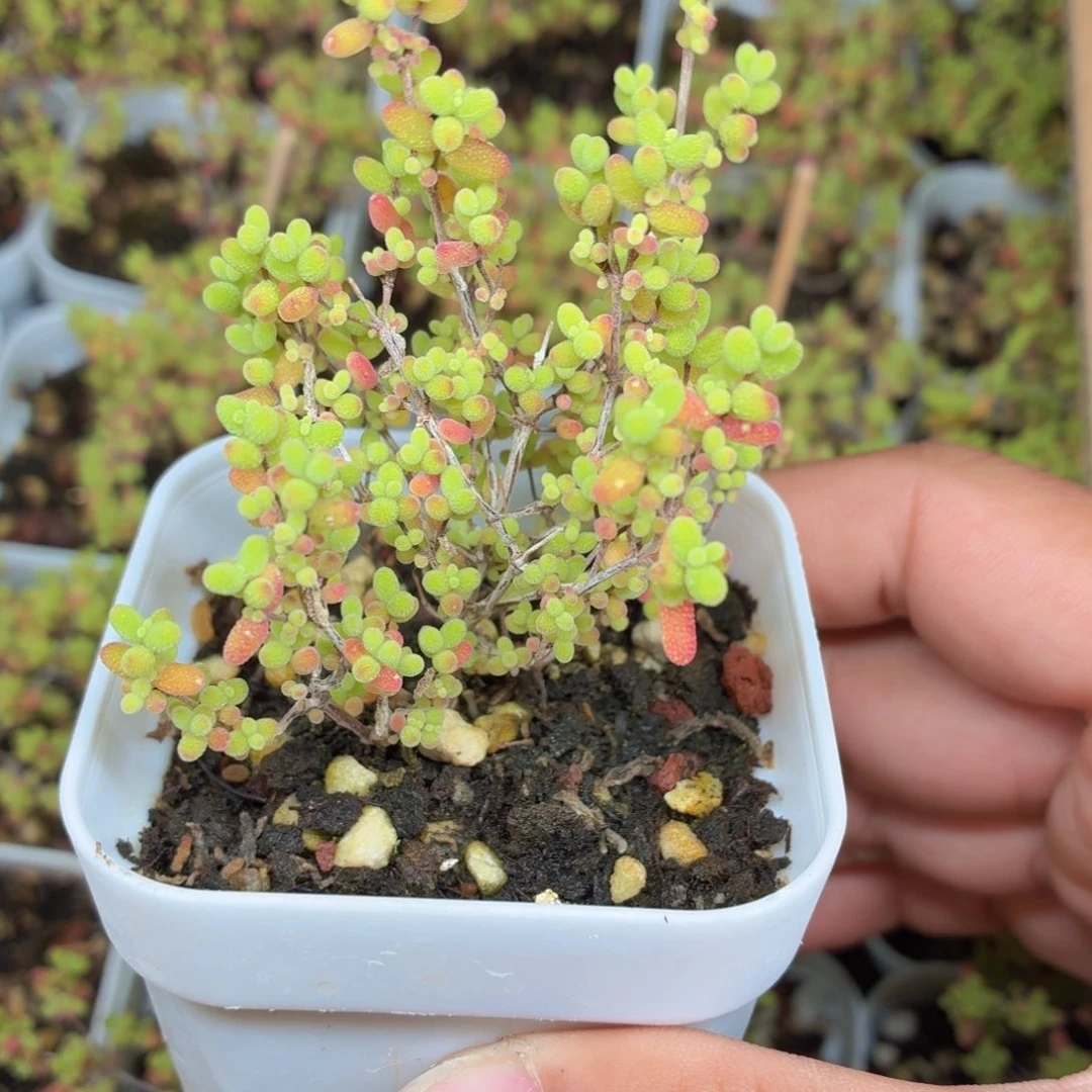 金桔糖球多肉9.9包邮发货