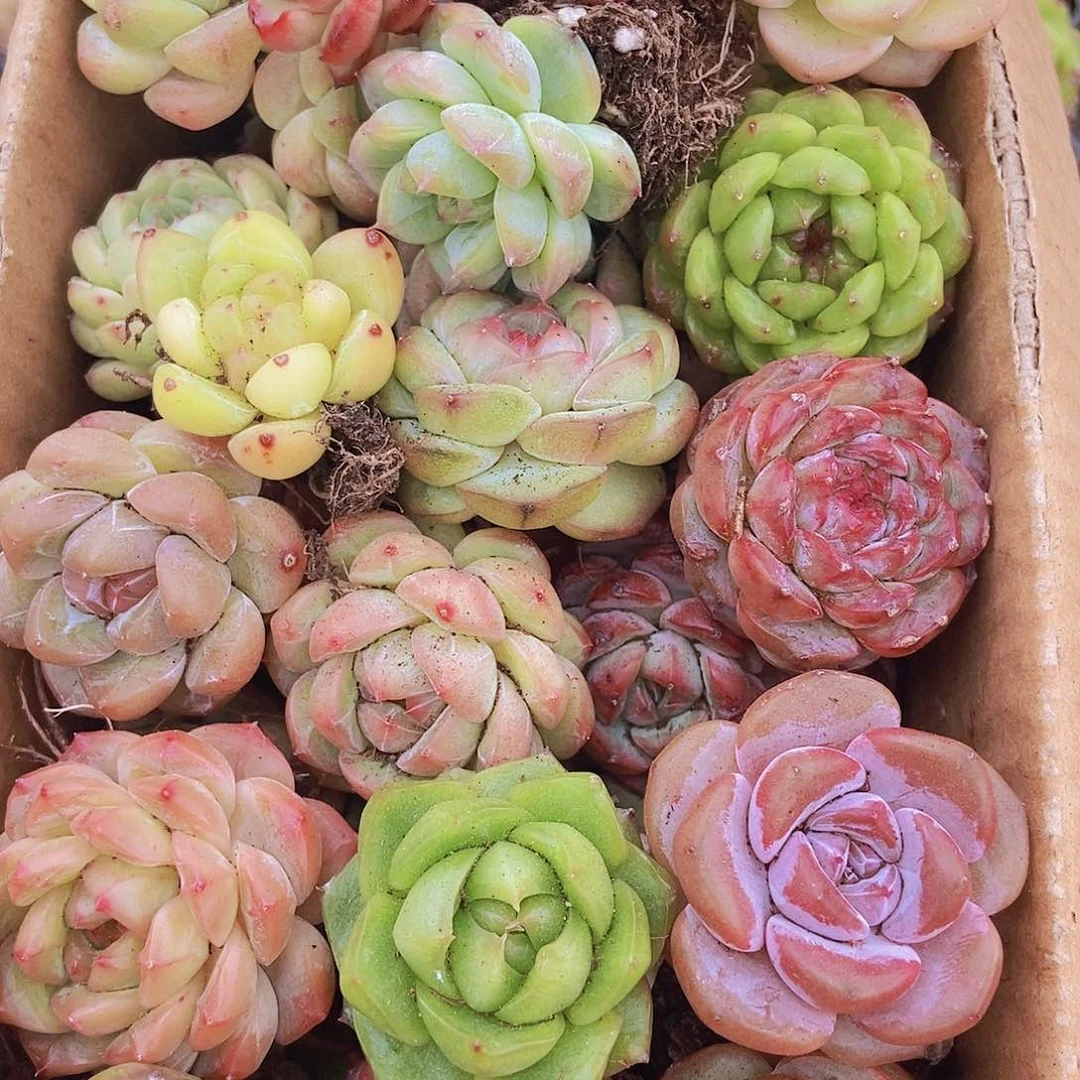 000000000001量拍保底20颗