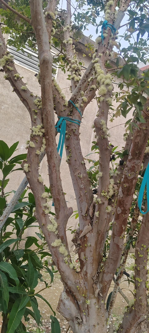 庭院绿植盆栽沙巴，一树一拍