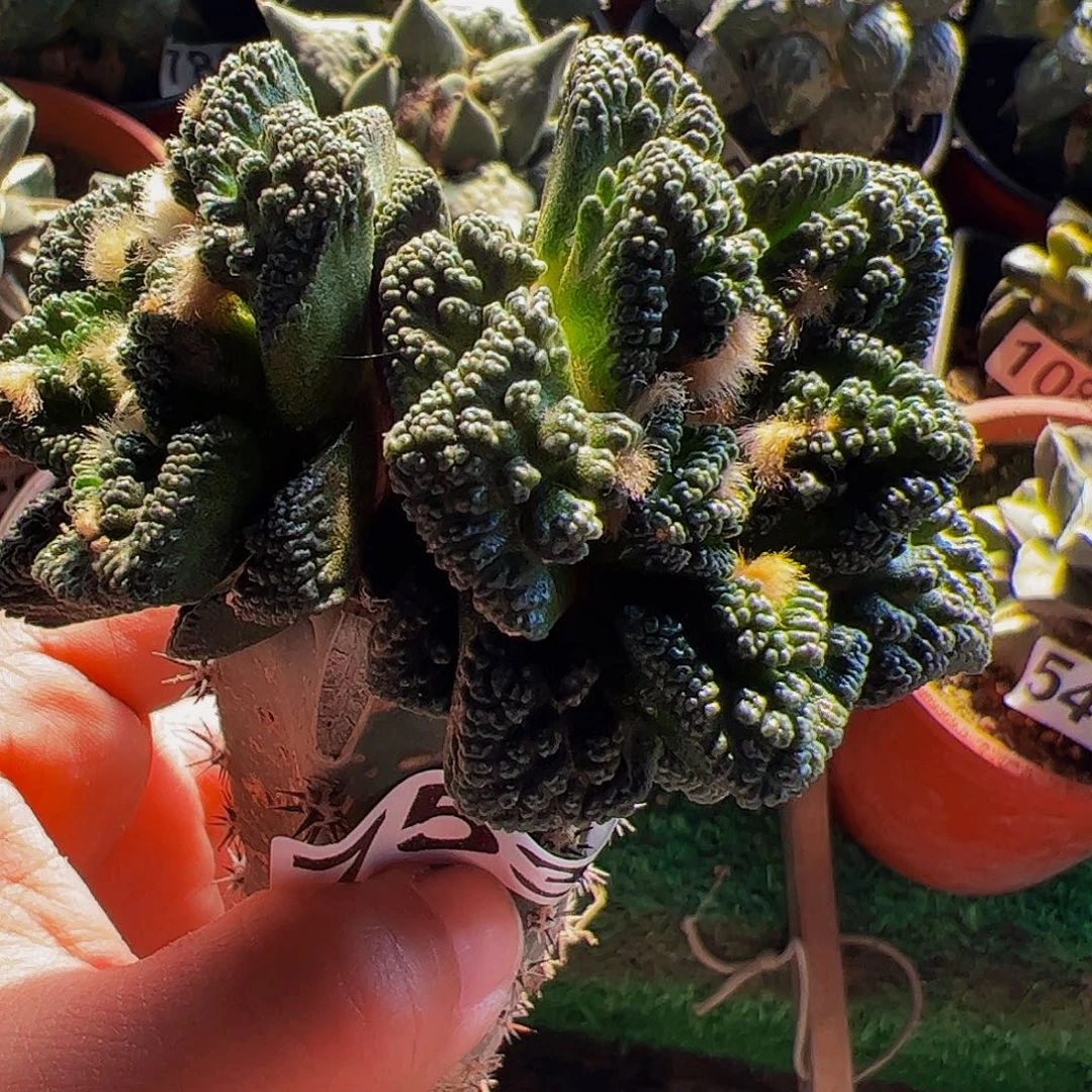 无花朵双头辛顿牡丹753