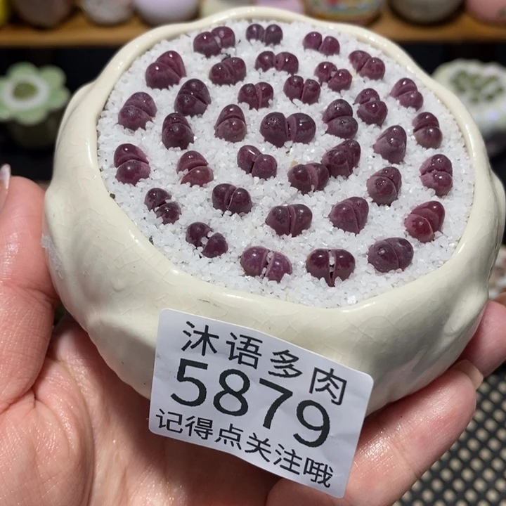 带盆土植物 一物一拍5879