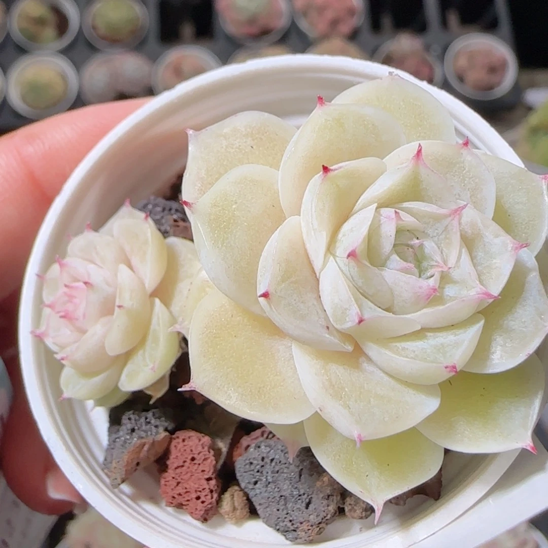 花语多肉1223-122散