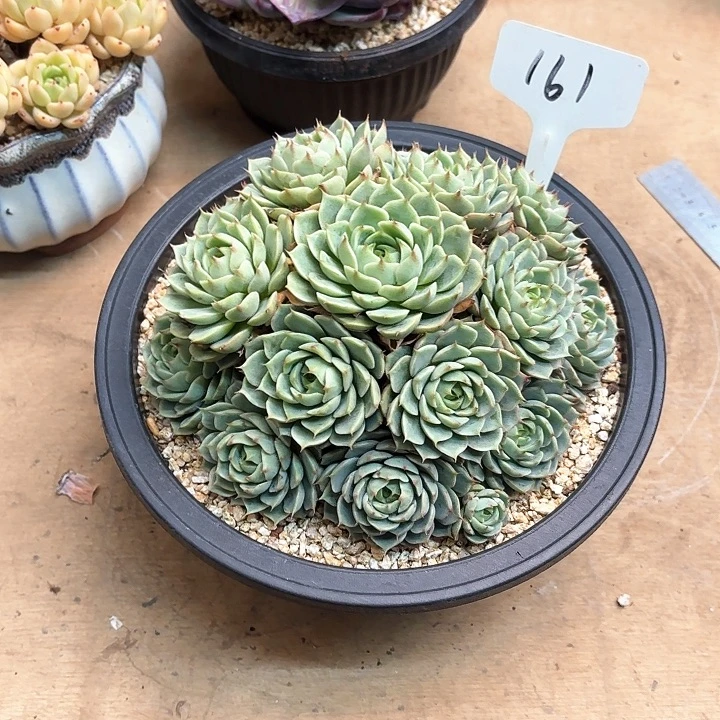多肉植物，笨吧蒂斯161号