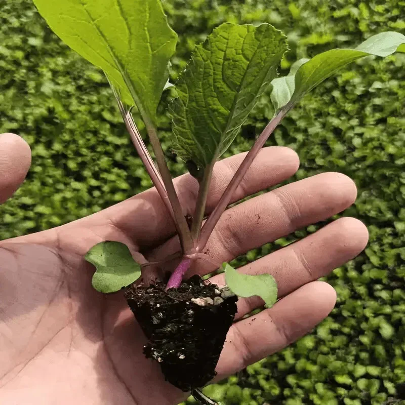 四季高产红菜苔带土发货穴盘苗家庭菜园易成活阳台庭院种植简单