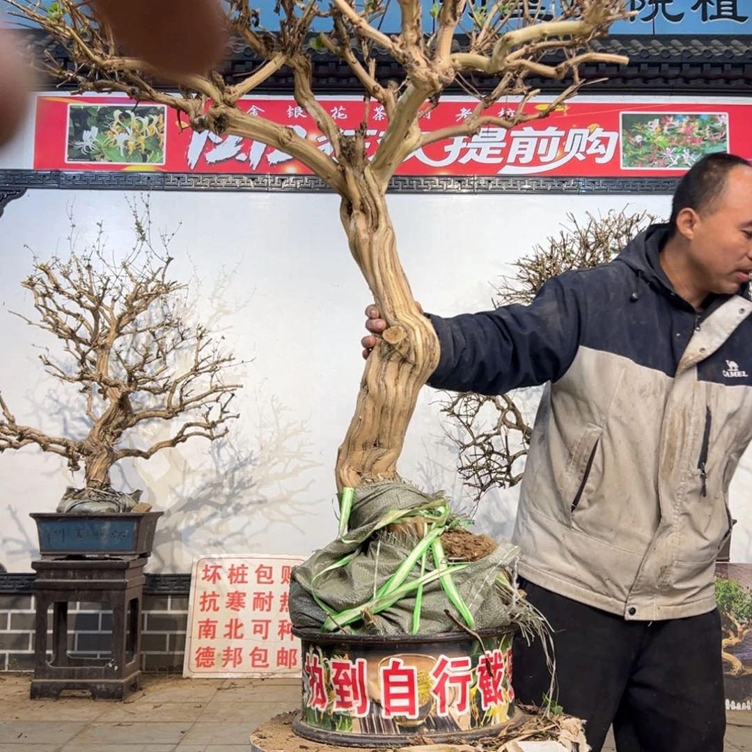 无花朵金银花8888