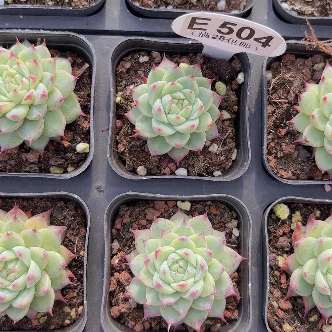 E504白吉一物一拍