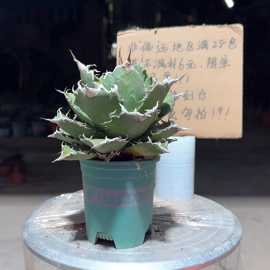 完全开放夕映仁王冠龙舌兰