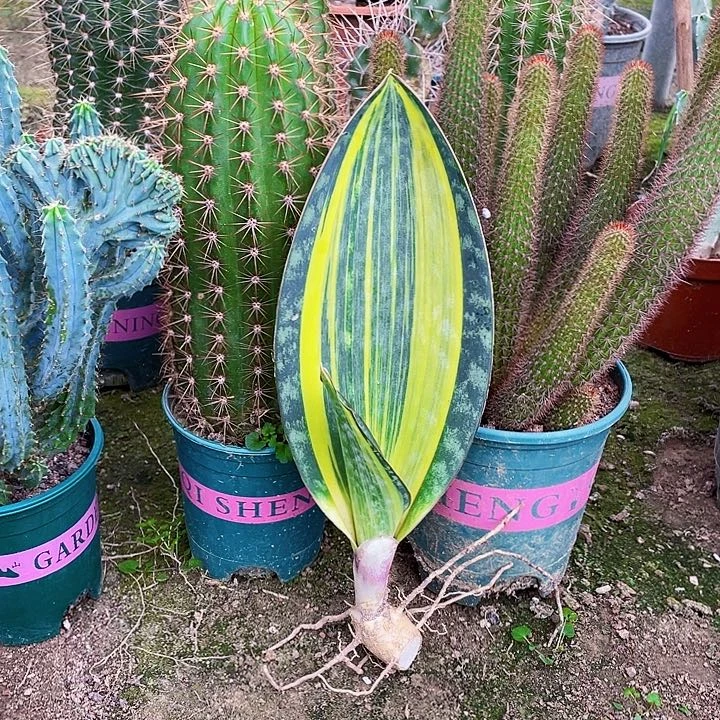 完全开放宝镜虎皮兰30cm