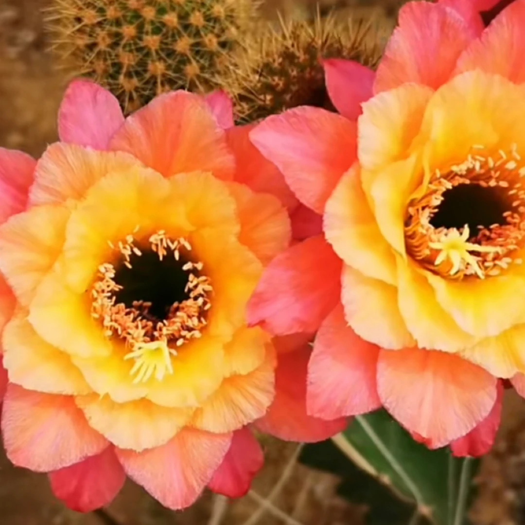 无根侧芽歪金妞时光