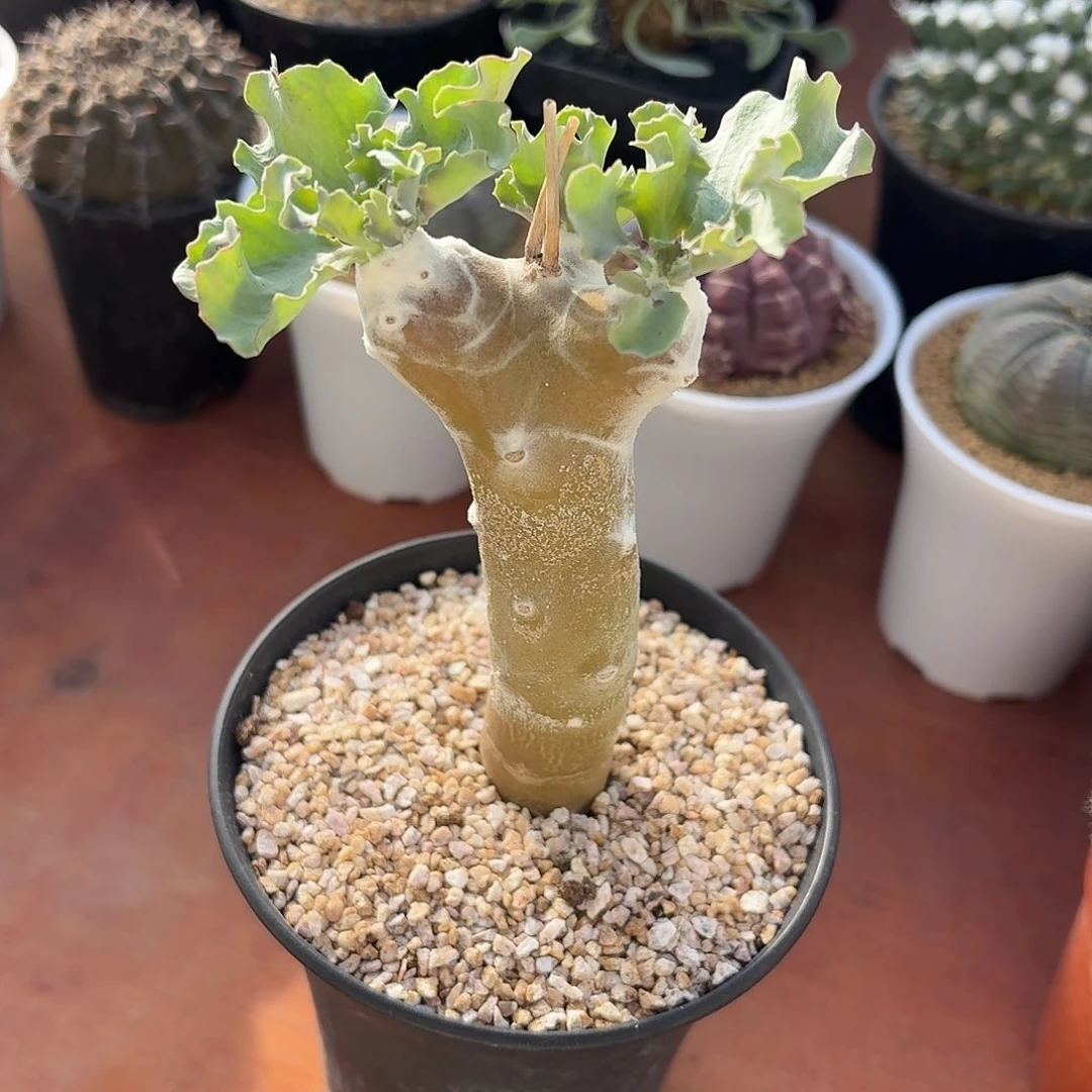 雪露厚墩菊123456