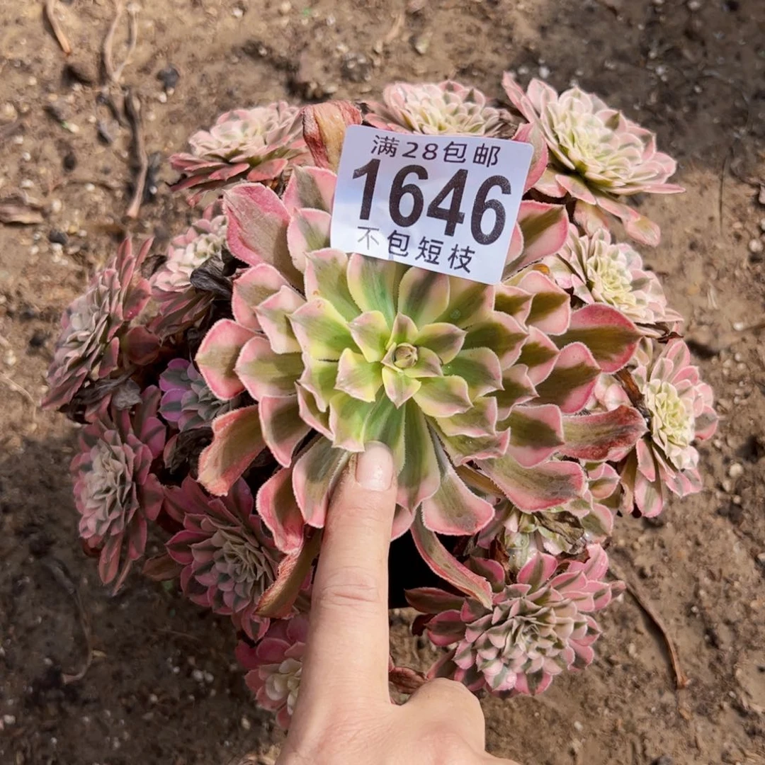 1645铜壶多肉植物法师